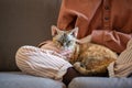 Devon Rex cat lying in woman hands enjoying time with owner who sitting on couch at home.