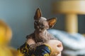 Devon rex cat in the owners hands, taking care of cats Royalty Free Stock Photo