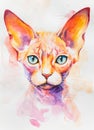 Devon Rex cat painted in watercolor on a white background in a realistic manner, colorful, rainbow. Ideal for teaching