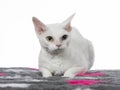 Devon rex cat portait in a studio. Royalty Free Stock Photo
