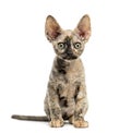 Devon rex cat sitting