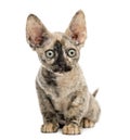 Devon rex cat sitting