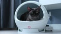 Devon Rex cat on a smart bed with thermoregulation