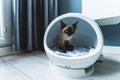 Devon Rex cat on a smart bed with thermoregulation