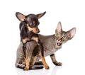 Devon rex cat and toy-terrier puppy playing together