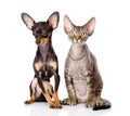 Devon rex cat and toy-terrier puppy sitting together.