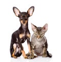 Devon rex cat and toy-terrier puppy sitting togeth Royalty Free Stock Photo