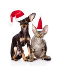 Devon rex cat and toy-terrier puppy sitting together in red santa hats. on white background Royalty Free Stock Photo