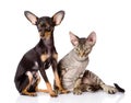 Devon rex cat and toy-terrier puppy together. Royalty Free Stock Photo