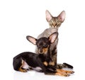 Devon rex cat and toy-terrier puppy together. isol