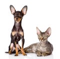 Devon rex cat and toy-terrier puppy together. Royalty Free Stock Photo