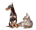 Devon rex cat and toy-terrier puppy together.