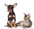 Devon rex cat and toy-terrier puppy together.