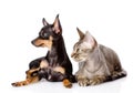 Devon rex cat and toy-terrier puppy together. look Royalty Free Stock Photo