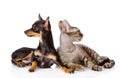 devon rex cat and toy-terrier puppy together. looking away. isolated on white background Royalty Free Stock Photo