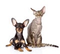 Devon rex cat and toy-terrier puppy together. Royalty Free Stock Photo