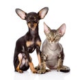 Devon rex cat and toy-terrier puppy together. Royalty Free Stock Photo