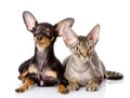 Devon rex cat and toy-terrier puppy together. Royalty Free Stock Photo