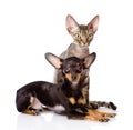 Devon rex cat and toy-terrier puppy together Royalty Free Stock Photo