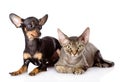 Devon rex cat and toy-terrier puppy together. Royalty Free Stock Photo