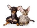 Devon rex cat and toy-terrier puppy together. look Royalty Free Stock Photo