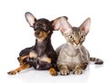 Devon rex cat and toy-terrier puppy together. looking at camera.