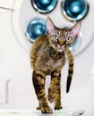 Devon rex cat in veterinary clinic