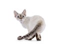 Devon Rex cat on white background Royalty Free Stock Photo