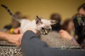 Devon Rex cat Royalty Free Stock Photo