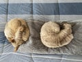 Devon Rex cats aerial sleeping