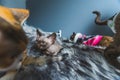 Devon rex cats photographed on the fluffy bed, pets having a rest