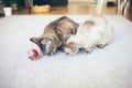 Devon Rex cats playing with interactive cat feeder ball, that increases feline activity, decreases excessive eating, improves