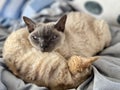 Devon Rex cats snuggling