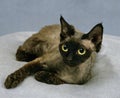Devon Rex Domestic Cat Royalty Free Stock Photo