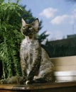 Devon Rex Domestic Cat