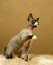 Devon Rex Domestic Cat, Adult with its Paw up