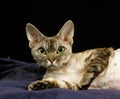 Devon Rex Domestic Cat, Adult laying down against Black Background Royalty Free Stock Photo