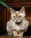 Devon Rex Domestic Cat laying Royalty Free Stock Photo