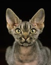 Devon Rex Domestic Cat, Portait against Black Background