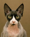 Devon Rex Domestic Cat, Portrait of Adult