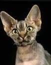 Devon Rex Domestic Cat, Portrait of Adult against Black Background