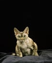 Devon Rex Domestic Cat sitting against Black Background
