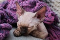 Devon Rex kitten. Devon rex cat sleeping on bed