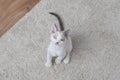 Devon-Rex kitten Royalty Free Stock Photo