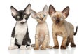 Devon-Rex kitten group on white background Royalty Free Stock Photo