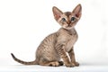 Devon rex kitten isolated on white. Devon rex kitten sitting in front of white background Royalty Free Stock Photo