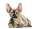 Devon rex kitten lying down isolated on white Royalty Free Stock Photo