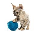 Devon rex kitten with a wool ball isolated on white Royalty Free Stock Photo
