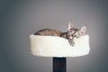 Close up photo of a Devon Rex cat with funny face expression laying down on top of cat furniture - tower nest.