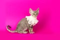 Devon rex on pink background. Beautiful yang cat posing. Cute curly kitten